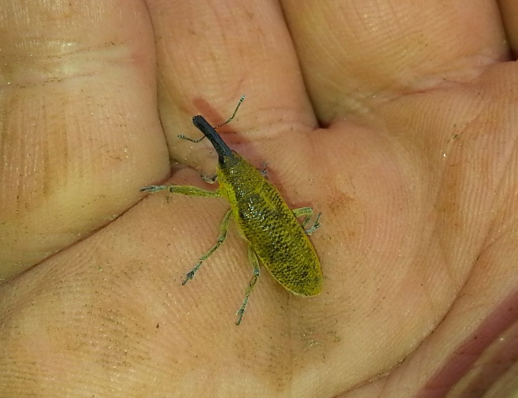 Lixus (Dilixellus) pulverulentus, Curculionide